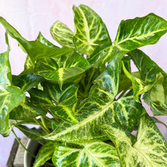 20 - 25cm Syngonium Arrowhead Plant 12cm Pot House Plant House Plant