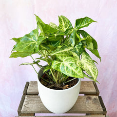 20 - 25cm Syngonium Arrowhead Plant 12cm Pot House Plant House Plant