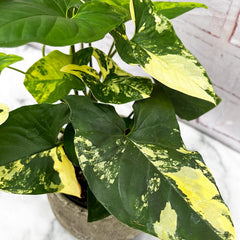 20 - 25cm Syngonium Aurea Arrowhead Plant 12cm Pot House Plant House Plant