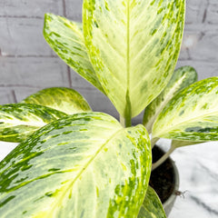 20 - 30cm Aglaonema Arctic Lime Chinese Evergreen House Plant 12cm Pot House Plant