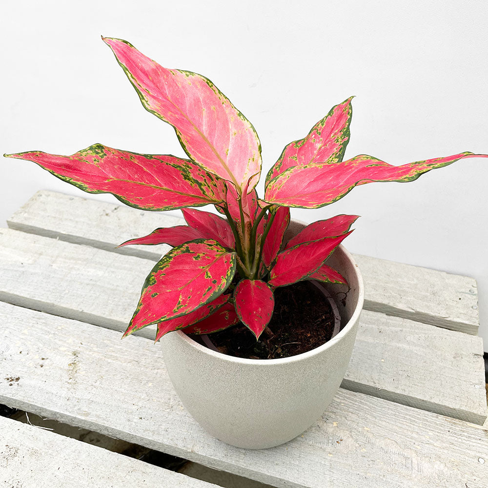 20 - 30cm Aglaonema Cherry Baby Chinese Evergreen 12cm Pot House Plant House Plant