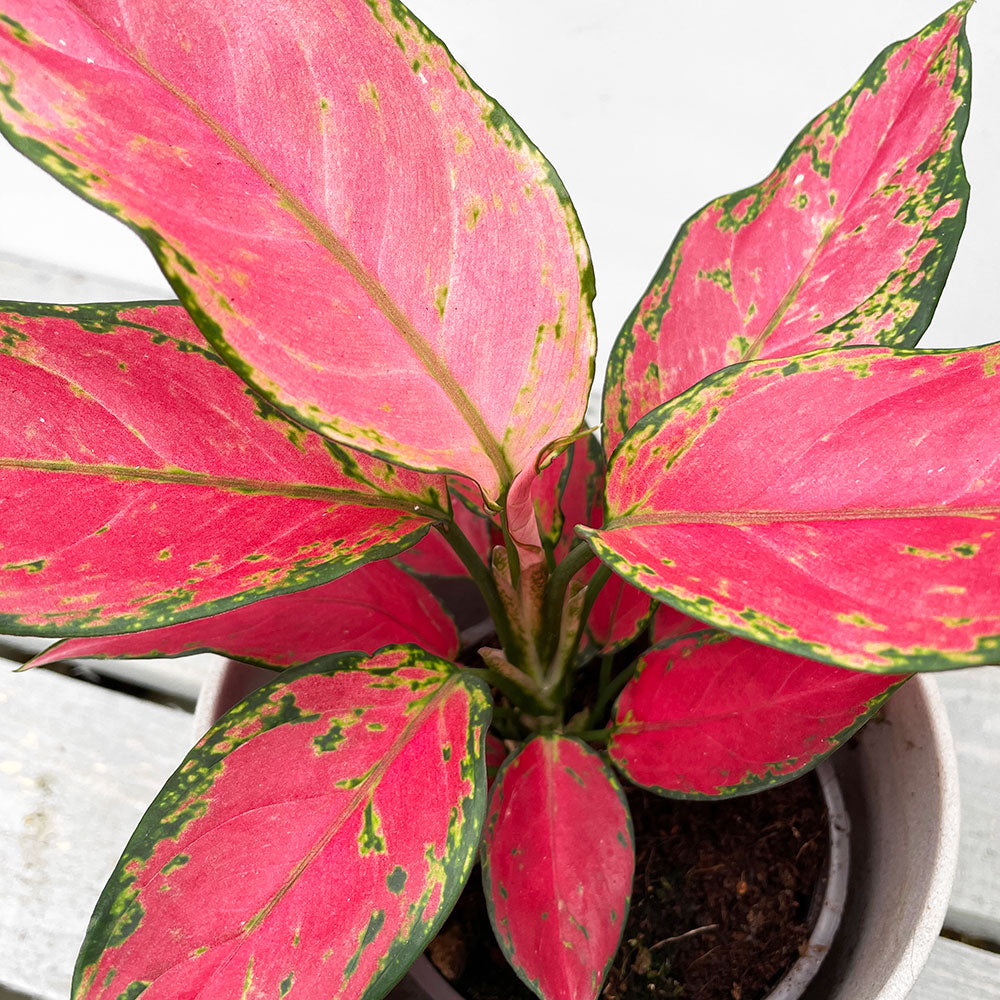 20 - 30cm Aglaonema Cherry Baby Chinese Evergreen 12cm Pot House Plant House Plant