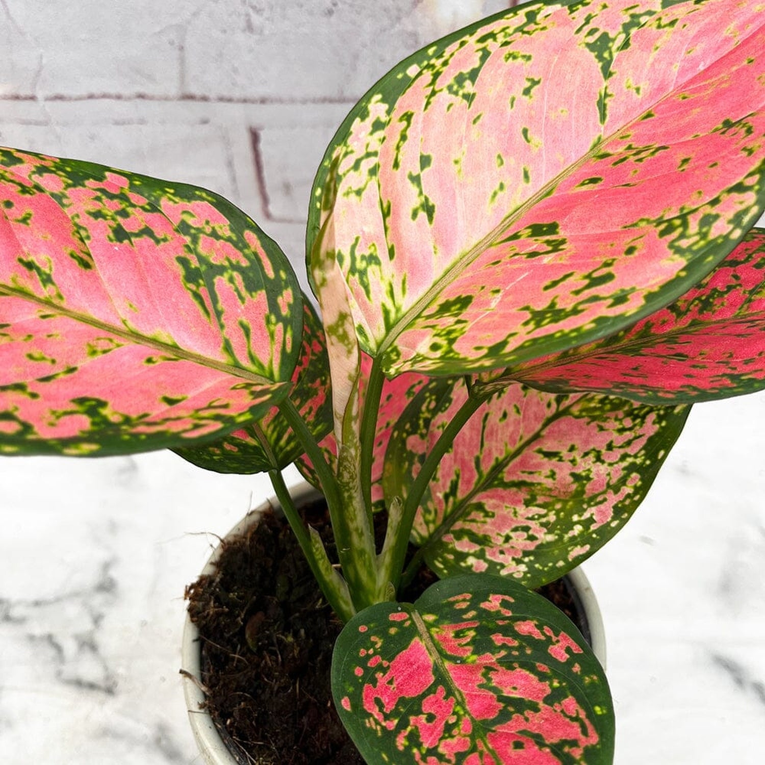 20 - 30cm Aglaonema Crimson Love Evergreen House Plant 12cm Pot House Plant