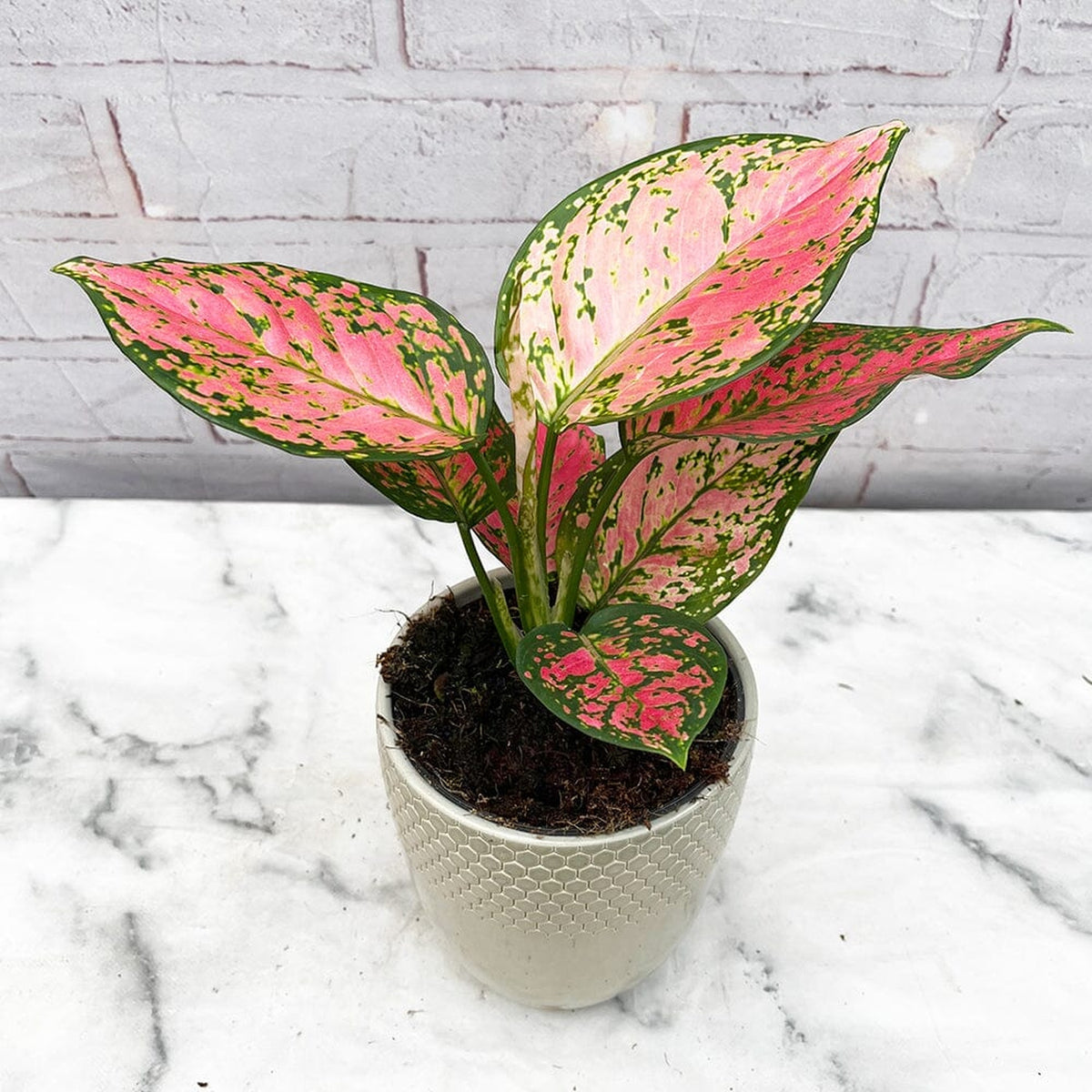 20 - 30cm Aglaonema Crimson Love Evergreen House Plant 12cm Pot House Plant