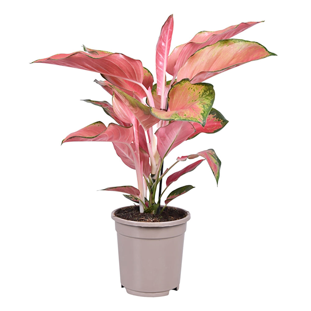 20 - 30cm Aglaonema Orange Star Chinese Evergreen 12cm Pot House Plants