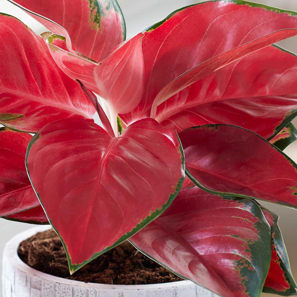 20 - 30cm Aglaonema Red Star Chinese Evergreen 12cm Pot House Plant House Plant