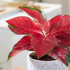 20 - 30cm Aglaonema Red Star Chinese Evergreen 12cm Pot House Plant House Plant