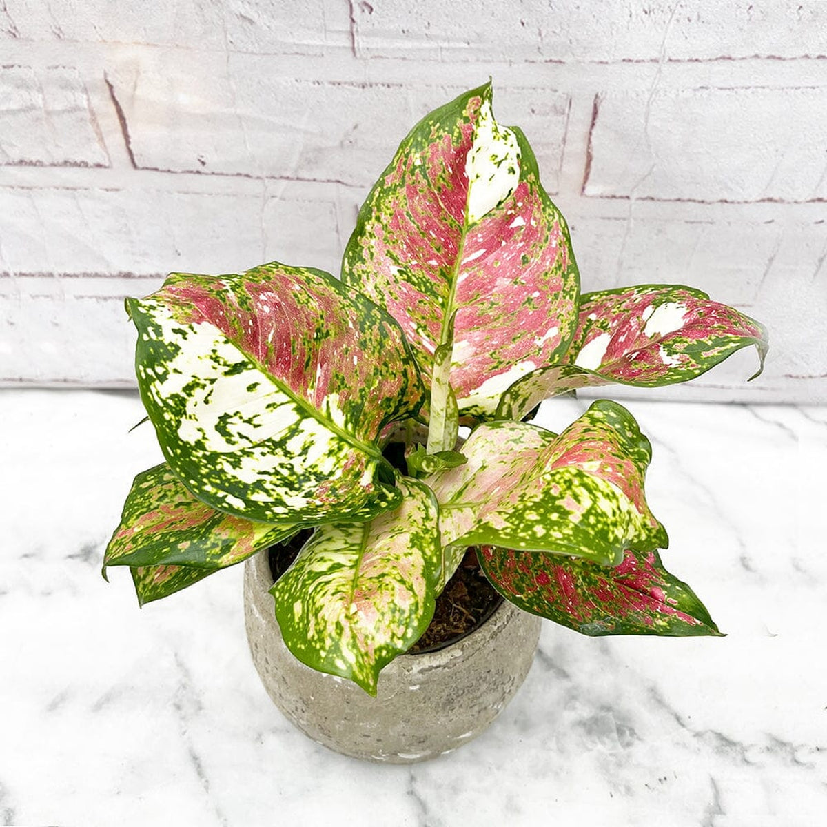 20 - 30cm Aglaonema Tricolour Chinese Evergreen 12cm Pot House Plant House Plant