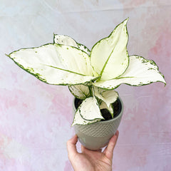 20 - 30cm Aglaonema White Joy Chinese Evergreen 12cm Pot House Plant House Plant