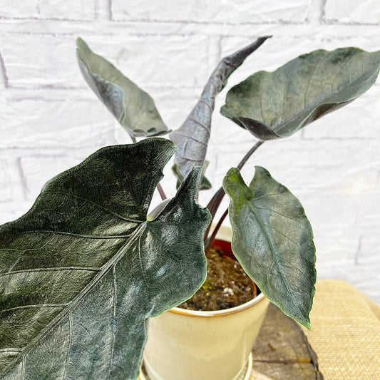 20 - 30cm Alocasia Antoro Elephant Ear 10cm Pot House Plant House Plant