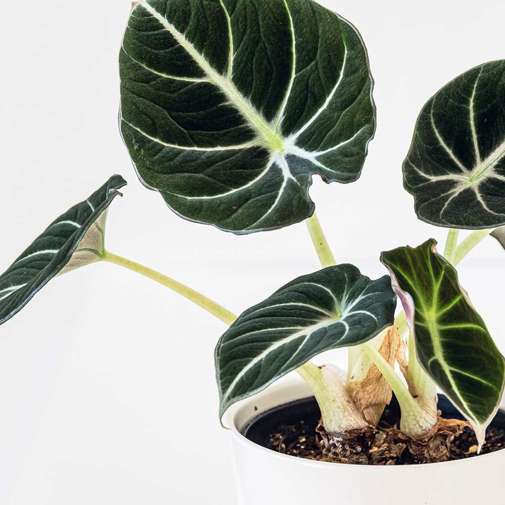 15 - 25cm Alocasia Black Velvet Elephant Ear 14cm Pot House Plant – Plants  For All Seasons