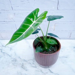 20 - 30cm Alocasia Frydek Elephant Ear 10cm Pot House Plant House Plant