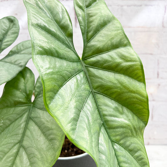 20 - 30cm Alocasia Grey King Elephant Ear 15cm Pot House Plant House Plant