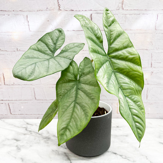 20 - 30cm Alocasia Grey King Elephant Ear 15cm Pot House Plant House Plant