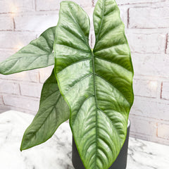 20 - 30cm Alocasia Grey King Elephant Ear 15cm Pot House Plant House Plant