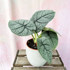 20 - 30cm Alocasia Melo Elephant Ear 14cm Pot House Plant House Plant