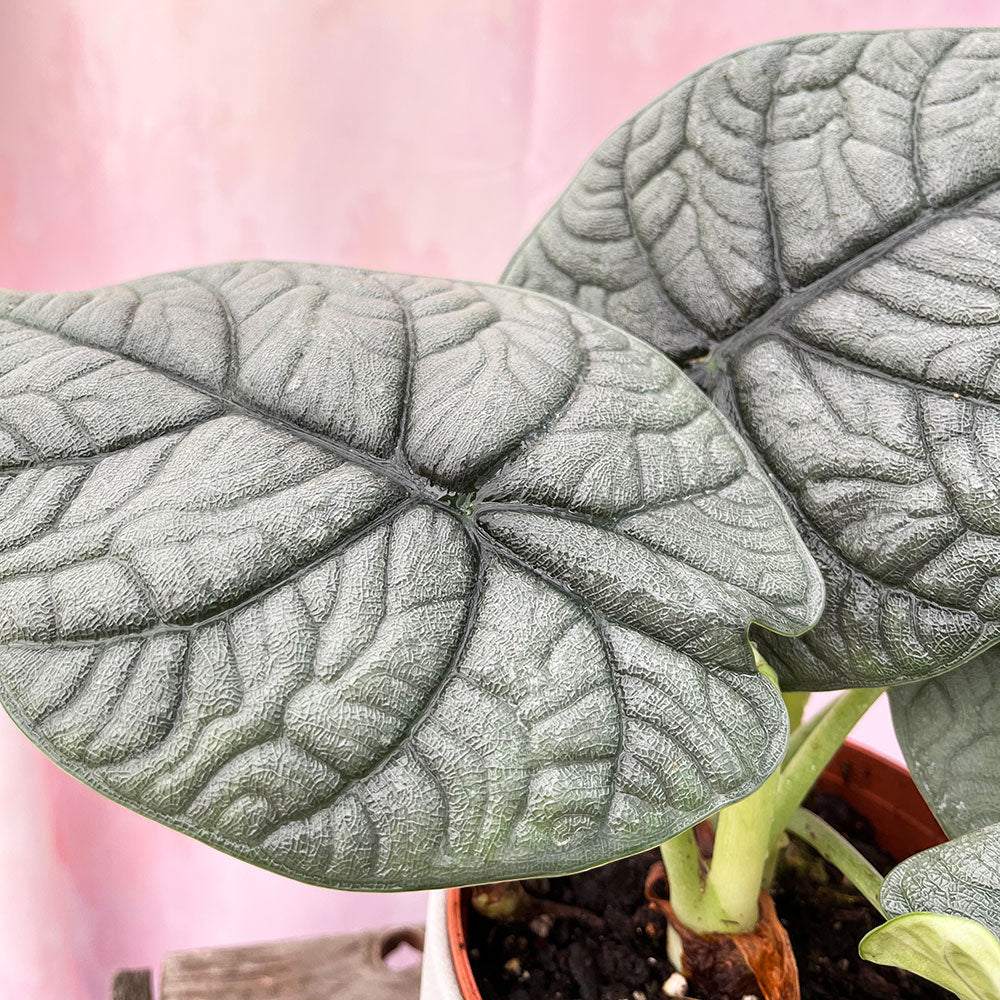 20 - 30cm Alocasia Melo Elephant Ear 14cm Pot House Plant House Plant