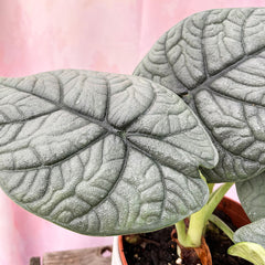 20 - 30cm Alocasia Melo Elephant Ear 14cm Pot House Plant House Plant