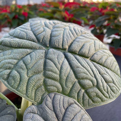 20 - 30cm Alocasia Melo Elephant Ear 14cm Pot House Plant House Plant