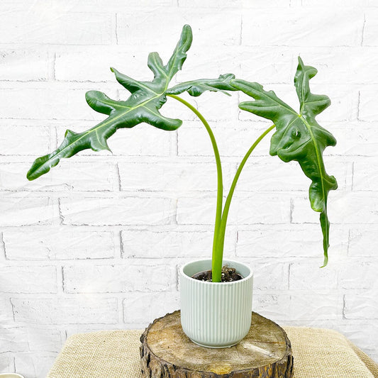 20 - 30cm Alocasia Portei House Plant 9cm Pot House Plant