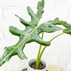 20 - 30cm Alocasia Portei House Plant 9cm Pot House Plant