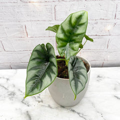 20 - 30cm Alocasia Reversa House Plant 14cm Pot House Plant