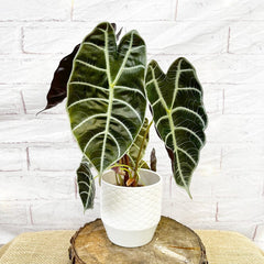 20 - 30cm Alocasia Watsonia Elephant Ear 10cm Pot House Plant House Plant