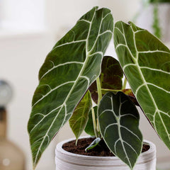 20 - 30cm Alocasia Watsonia Elephant Ear 14cm Pot House Plant House Plant