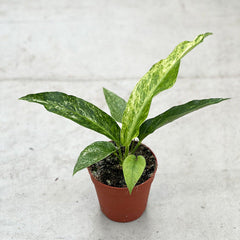 20 - 30cm Anthurium Hookeri Variegated Birds Nest Variegata 12cm Pot Potted Houseplants