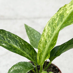 20 - 30cm Anthurium Hookeri Variegated Birds Nest Variegata 12cm Pot Potted Houseplants