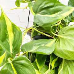 20 - 30cm Brazil Philodendron Pothos in Hanging 15cm Pot House Plant