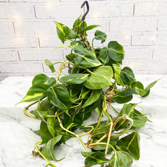 20 - 30cm Brazil Philodendron Pothos in Hanging 15cm Pot House Plant