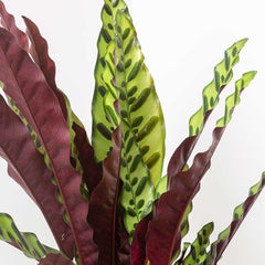 20 - 30cm Calathea Lancifolia Prayer Plant 12cm Pot House Plant House Plant