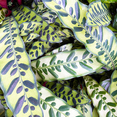 20 - 30cm Calathea Lancifolia Prayer Plant 12cm Pot House Plant House Plant