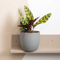 20 - 30cm Calathea Lancifolia Prayer Plant 12cm Pot House Plants