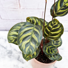 20 - 30cm Calathea Makoyana Prayer Plant 10cm Pot House Plant House Plant