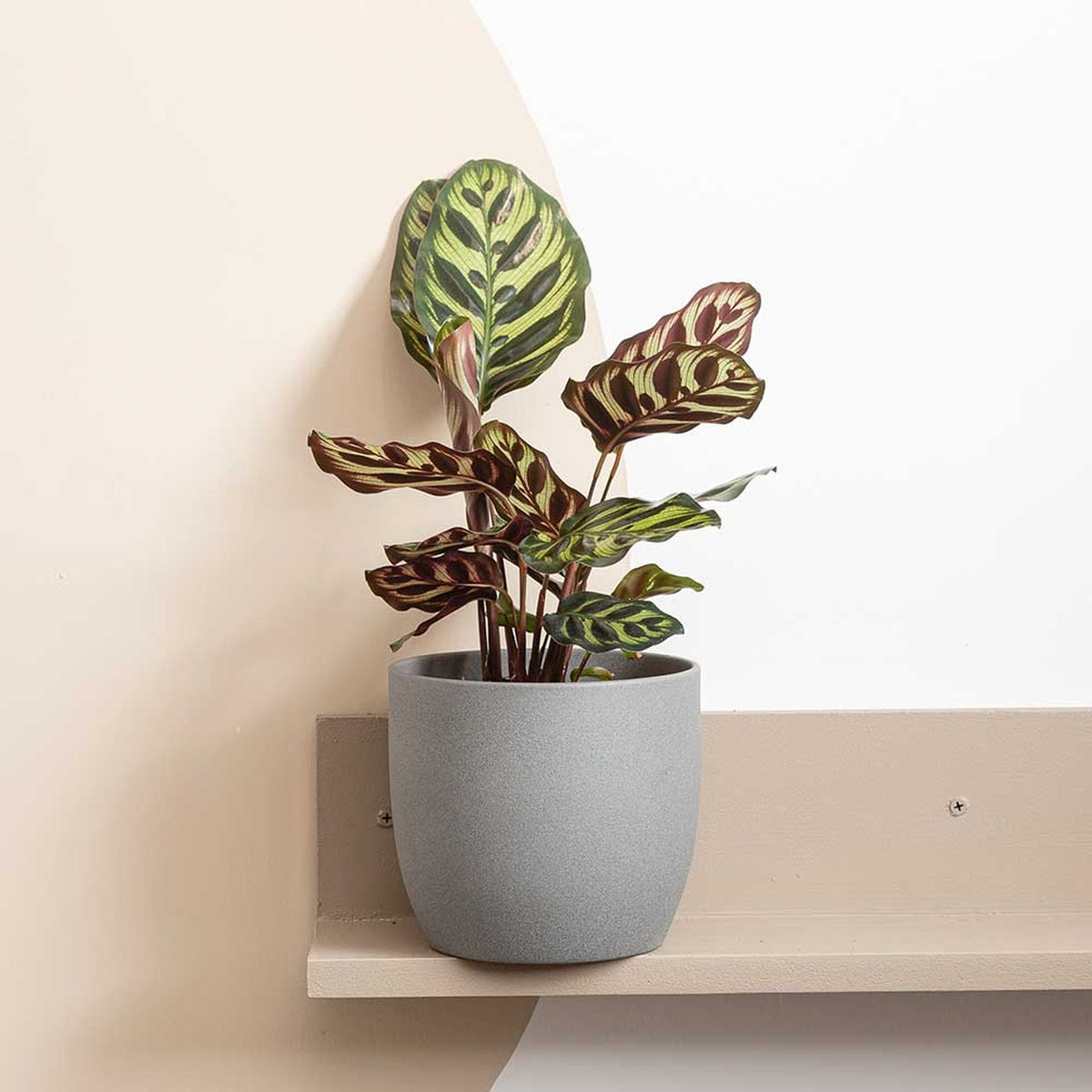 20 - 30cm Calathea Makoyana Prayer Plant 12cm Pot House Plants