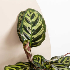 20 - 30cm Calathea Makoyana Prayer Plant 13cm Pot House Plant House Plant