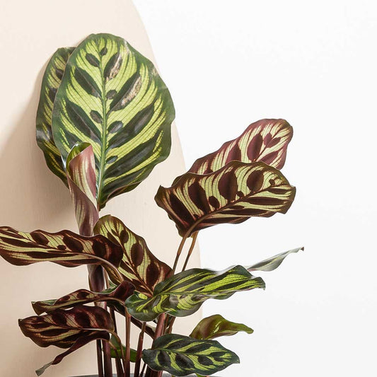 20 - 30cm Calathea Makoyana Prayer Plant 13cm Pot House Plant House Plant