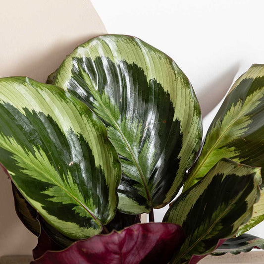 20 - 30cm Calathea Medallion Prayer Plant 12cm Pot House Plant House Plant