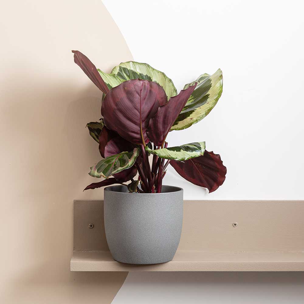 20 - 30cm Calathea Medallion Prayer Plant 12cm Pot House Plants