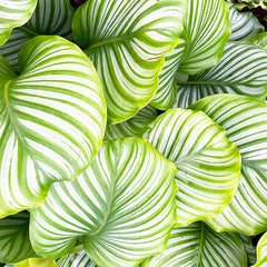 20 - 30cm Calathea Orbifolia Prayer Plant 13cm Pot House Plant House Plant