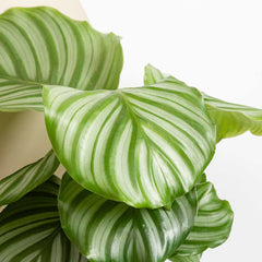 20 - 30cm Calathea Orbifolia Prayer Plant 13cm Pot House Plant House Plant