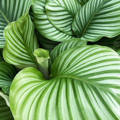 20 - 30cm Calathea Orbifolia Prayer Plant 13cm Pot House Plant House Plant