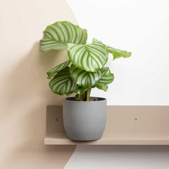 20 - 30cm Calathea Orbifolia Prayer Plant 13cm Pot House Plants