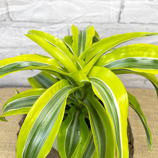 20 - 30cm Dracaena Lemon Surprise 12cm Pot House Plant