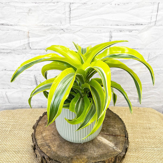 20 - 30cm Dracaena Lemon Surprise 12cm Pot House Plant