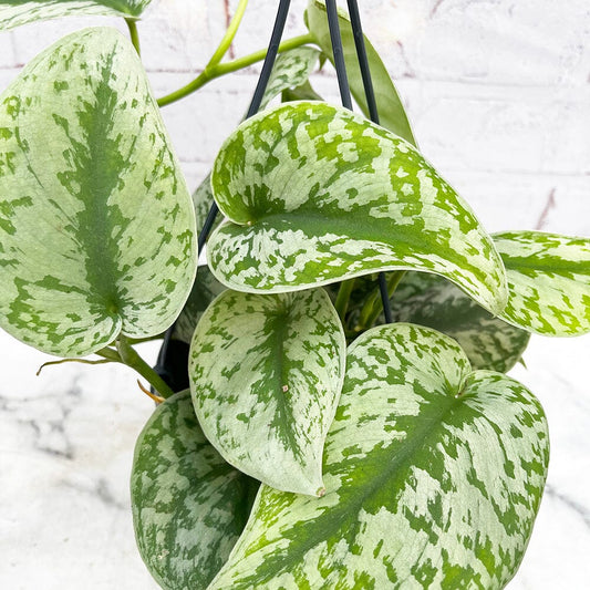 20 - 30cm Exotica Pothos Epipremnum in Hanging 15cm Pot House Plant