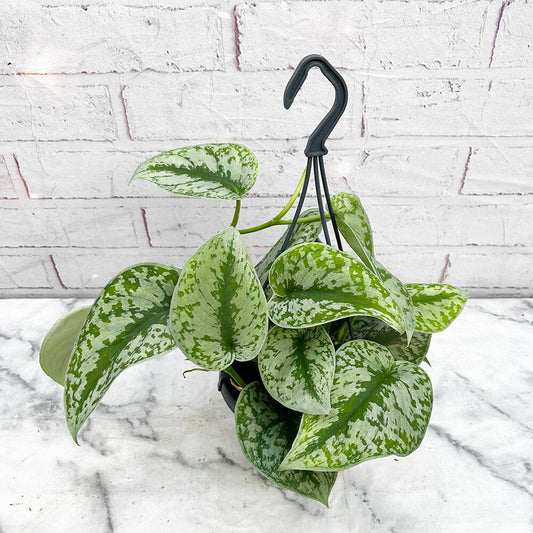 20 - 30cm Exotica Pothos Epipremnum in Hanging 15cm Pot House Plant