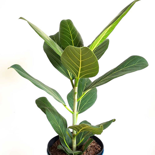 20 - 30cm Ficus Audrey Rubber Plant 12cm Pot House Plants